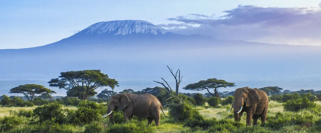 Lemosho Route : De meest frisse route op de Kilimanjaro