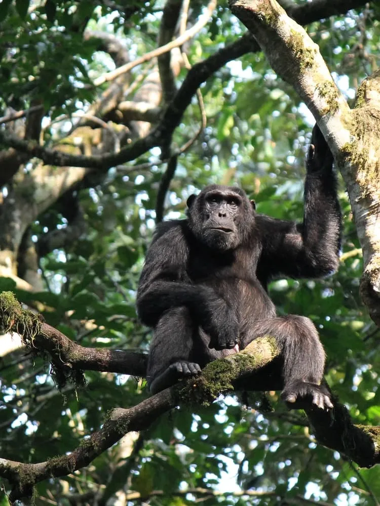 Gorilla Trekking och Rwenzori Mountain Vandringstur 2