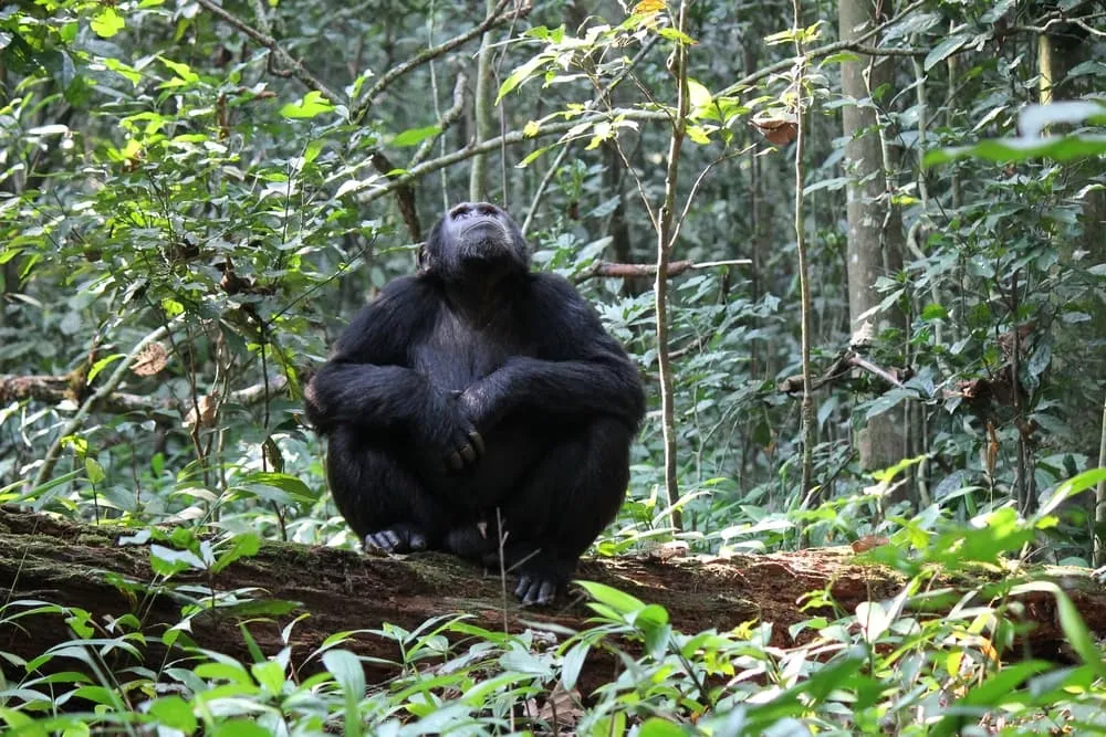 Túra za gorilami a výstup na hory Rwenzori 4