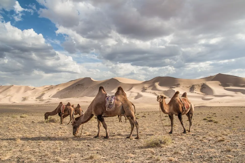 Kamelreiten durch Desert Wonders Tour