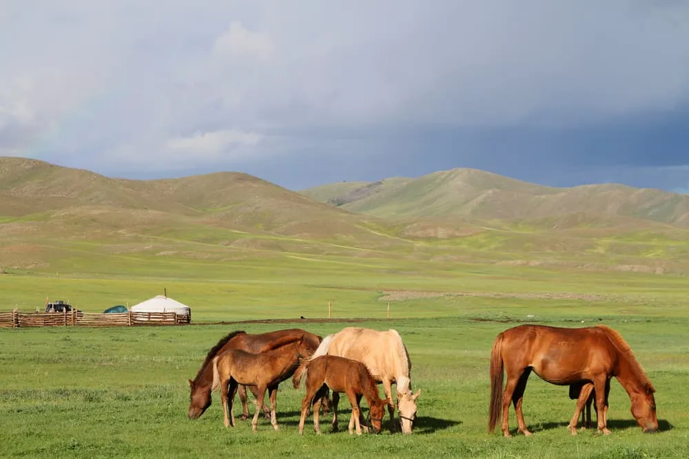 Aventura a caballo en el valle de Orkhon