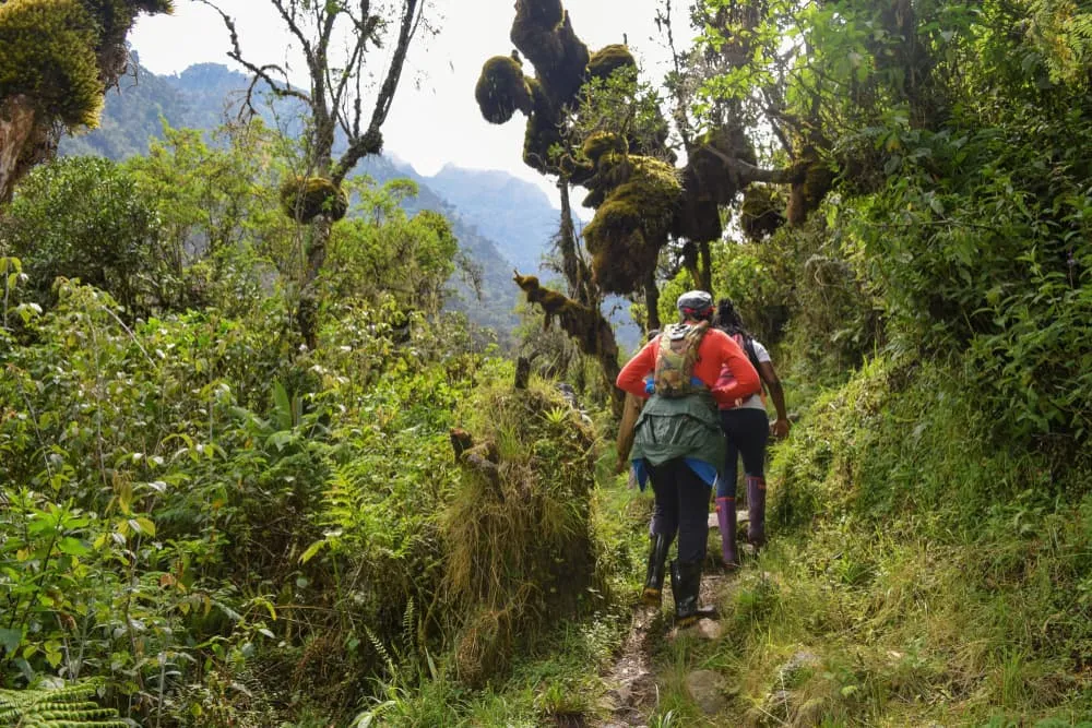 Mount Stanley: Glaciers, Jungle, and Africa's Third-Highest Summit
