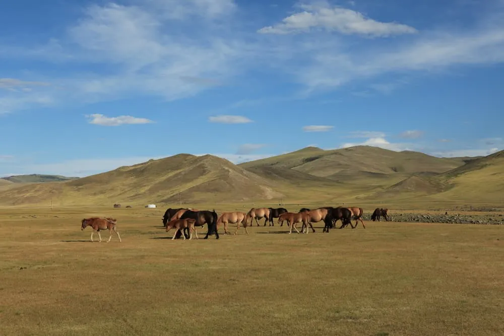 Pferde-Wanderung im Orkhon Valley
