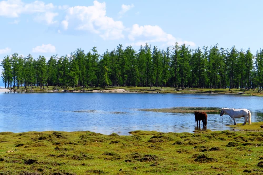 Pioneren in Khuvsgul Taiga Wildernis Trek Tour