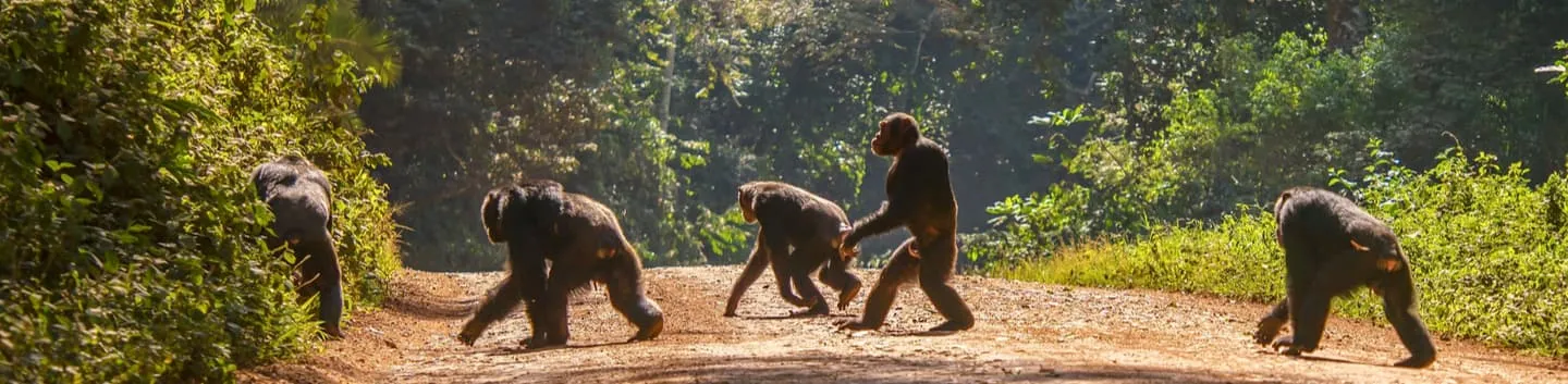 Randonnée avec les gorilles en Ouganda