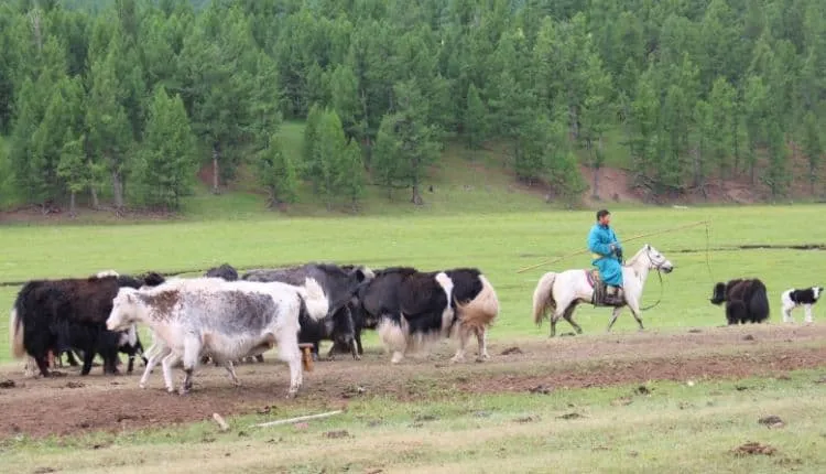 Pferde-Wanderung im Orkhon Valley 6
