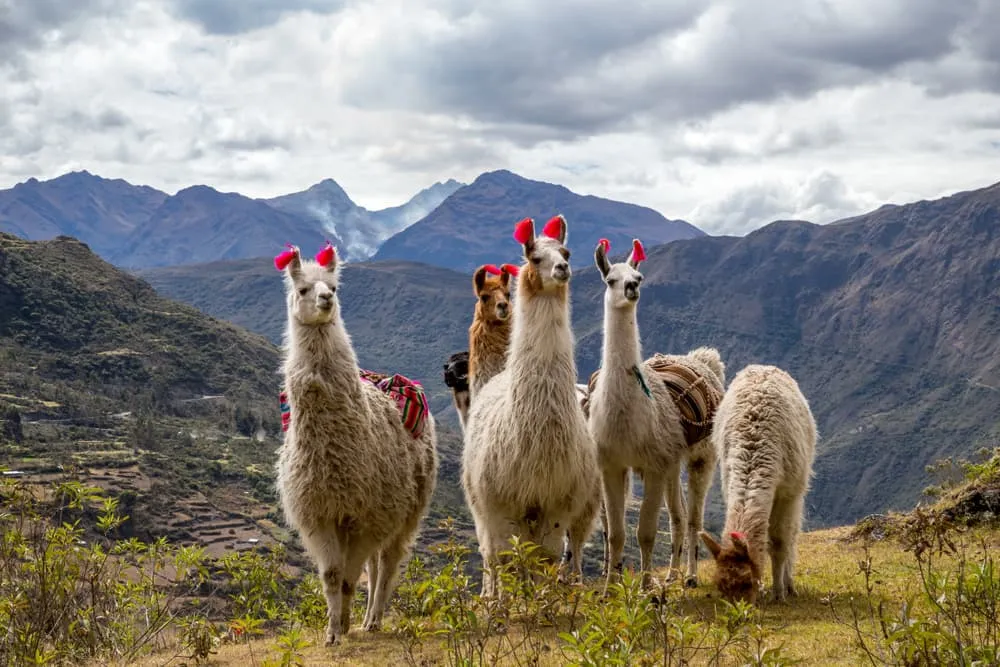 Lares Trek Peru - Die beste alternative nach Machu Picchu