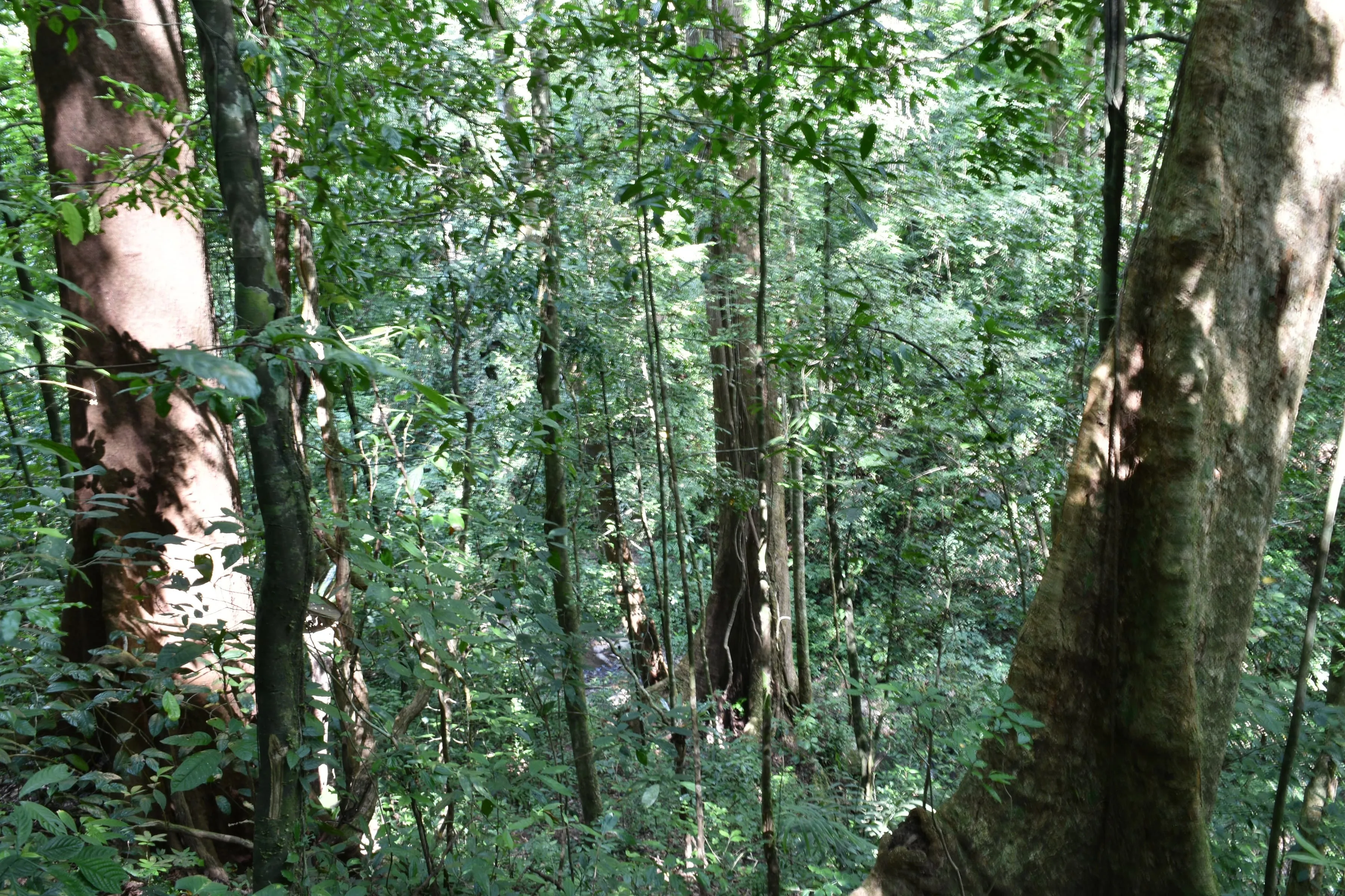 Safari in het Nam Ha Nationaal Beschermd Gebied 2