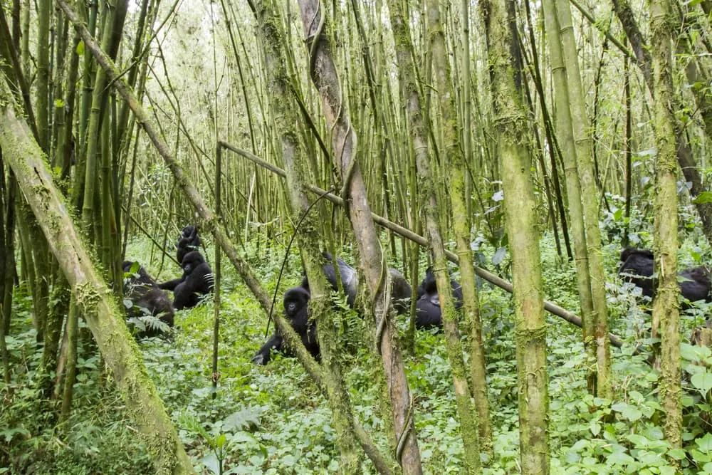 Trekking en las montañas Virunga