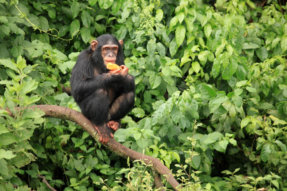 Gorilla Trekking & Rwenzori Mountain Hiking tour