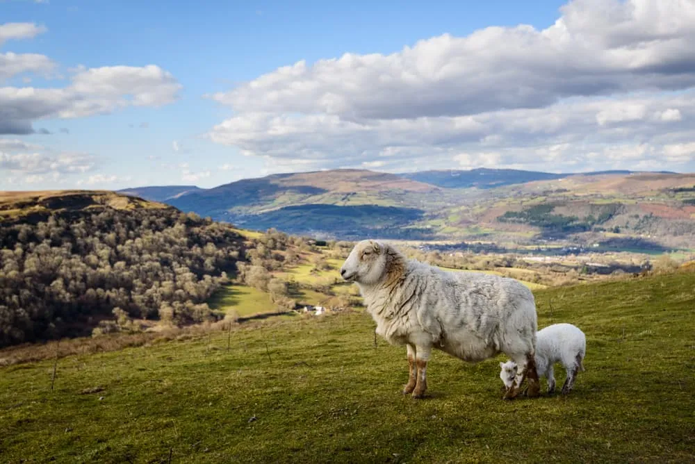 Walks in Central Wales - Hiking in Brecon Beacon National Park