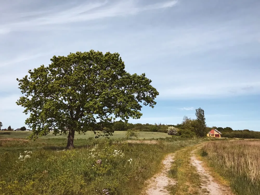 Hærvejen, el Camino de Dinamarca