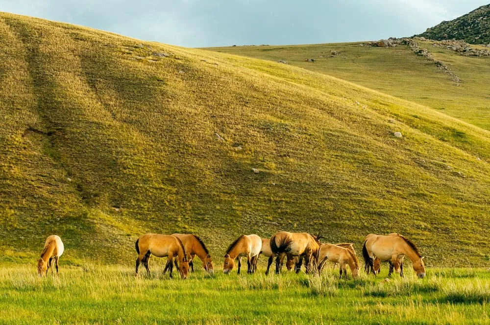 Hustai National Park