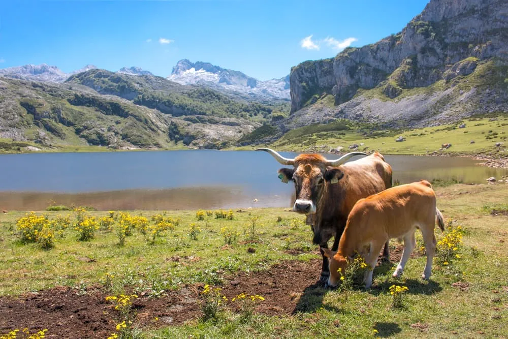 Picos de Europa - Including Accommodation before and after