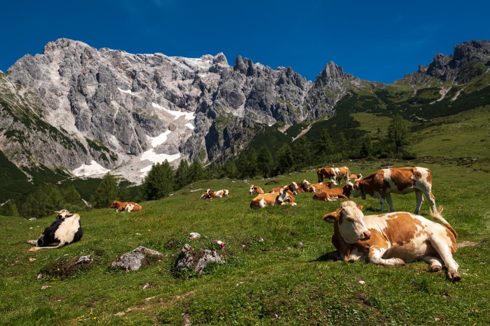 Salzburger Almenweg: alternative route with extra accommodation