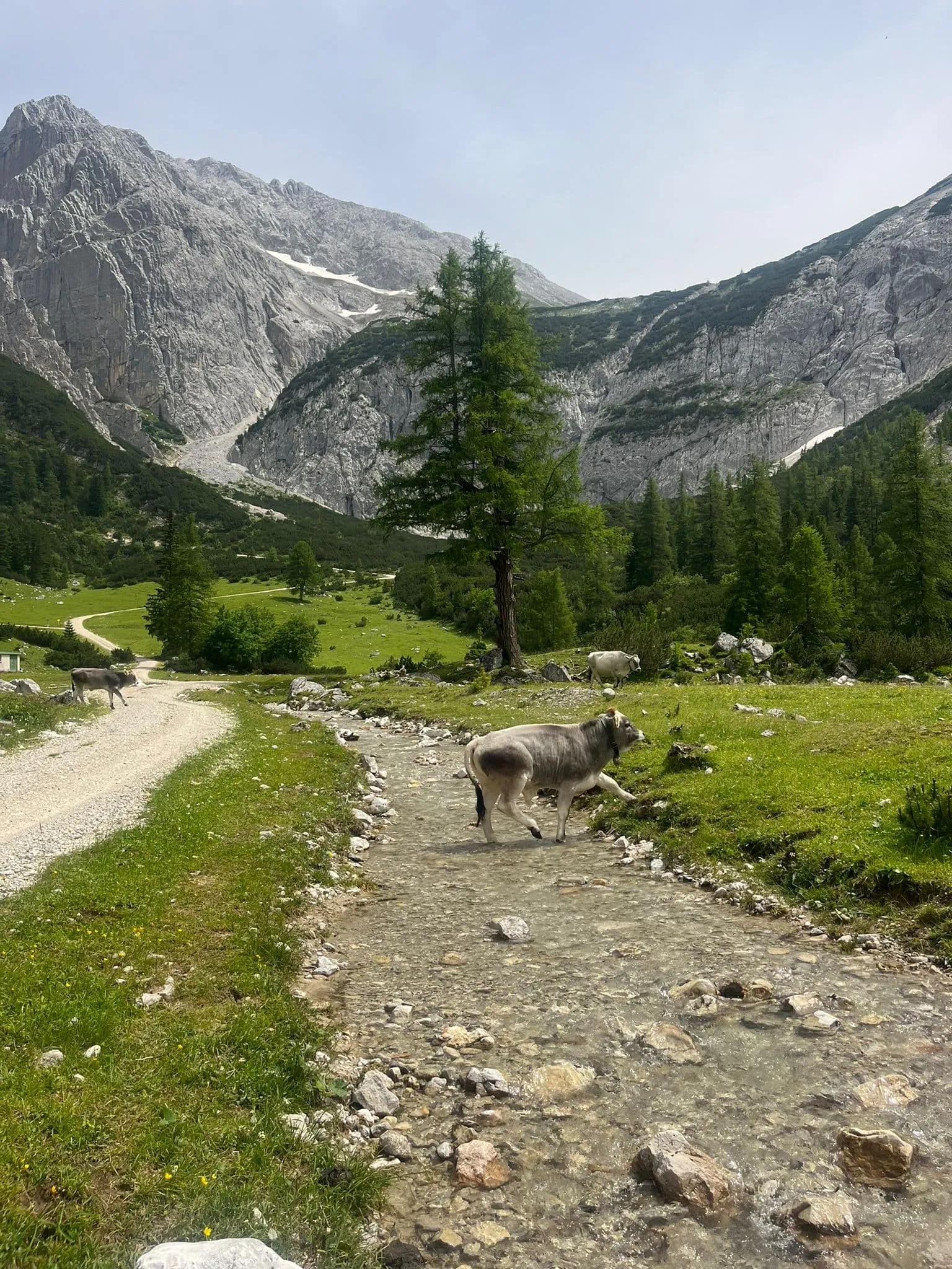 Adlerweg Corto desde Innsbruck 6