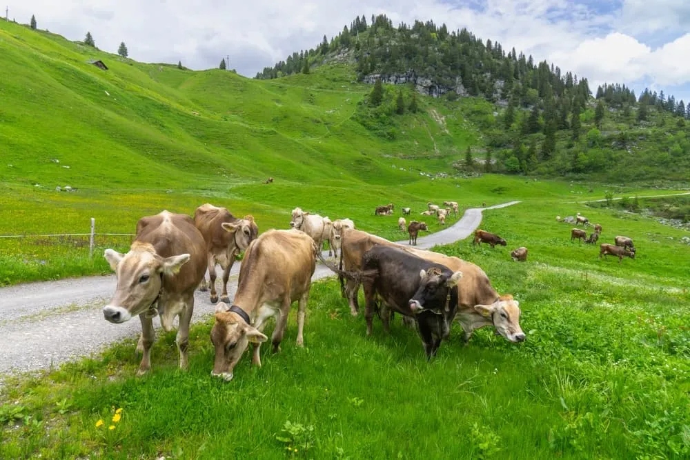 Fotturer og mat i Bregenzerwald 5