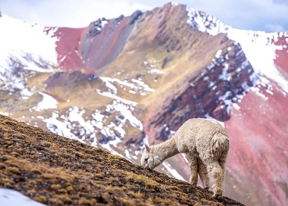 Dagtrip naar Rainbow Mountain en Red Valley 4