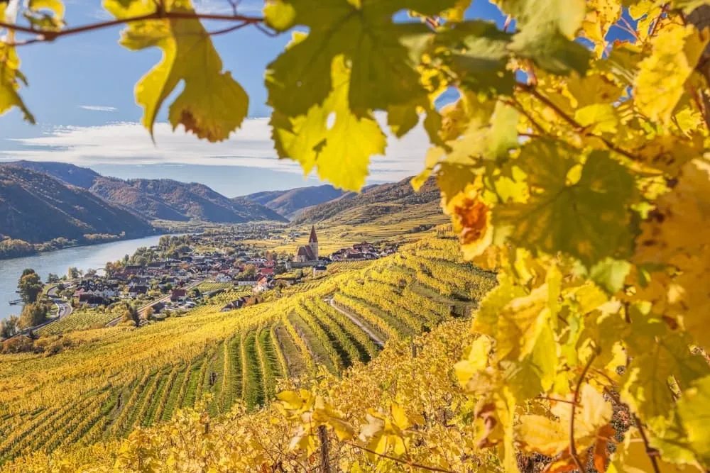 Caminhada e Vinho no Wachau 5