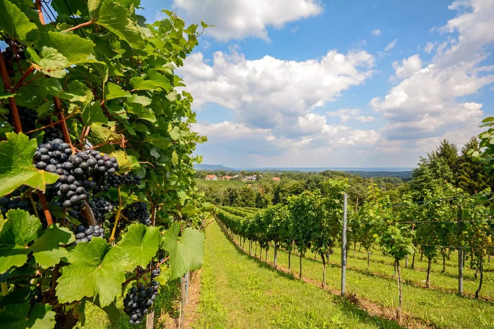 Vin og mat i Sør-Steiermark 4