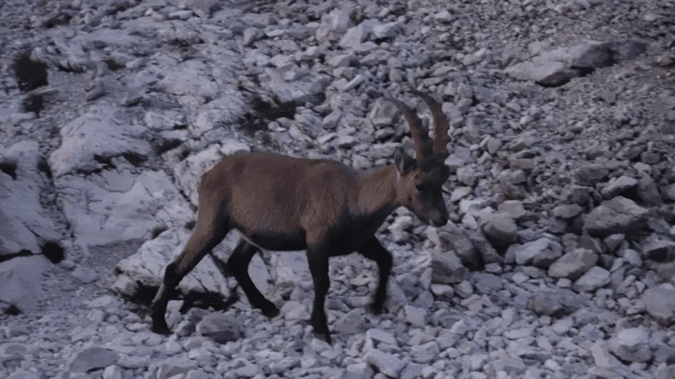 Scalata del Monte Triglav (Autoguidata) 3