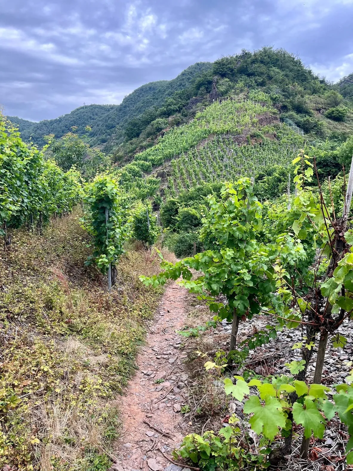 Moselsteig Wein und Burgen: von Neef bis Cochem 10