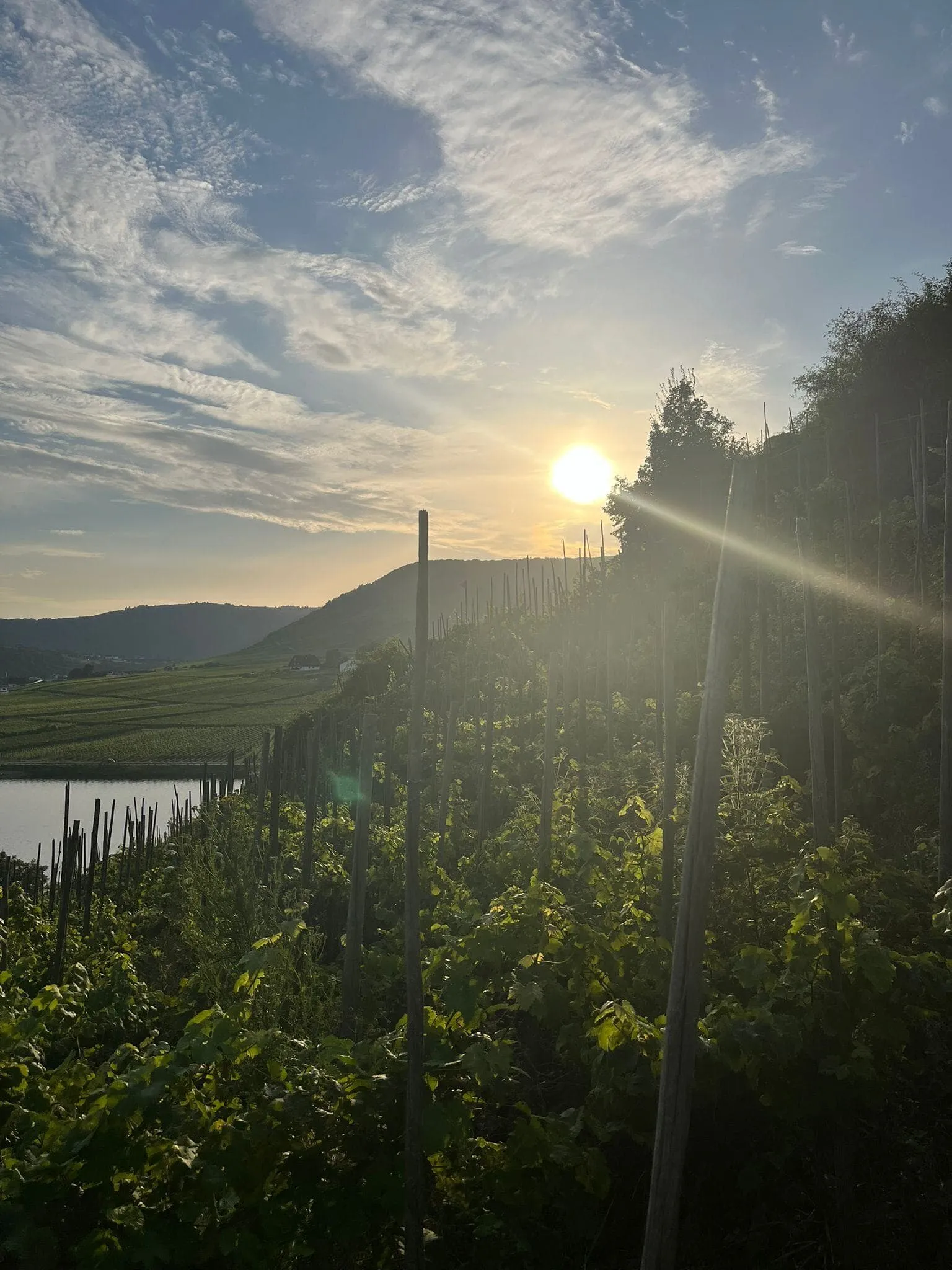 Moselsteig Vin og Slotte: fra Neef til Cochem 11