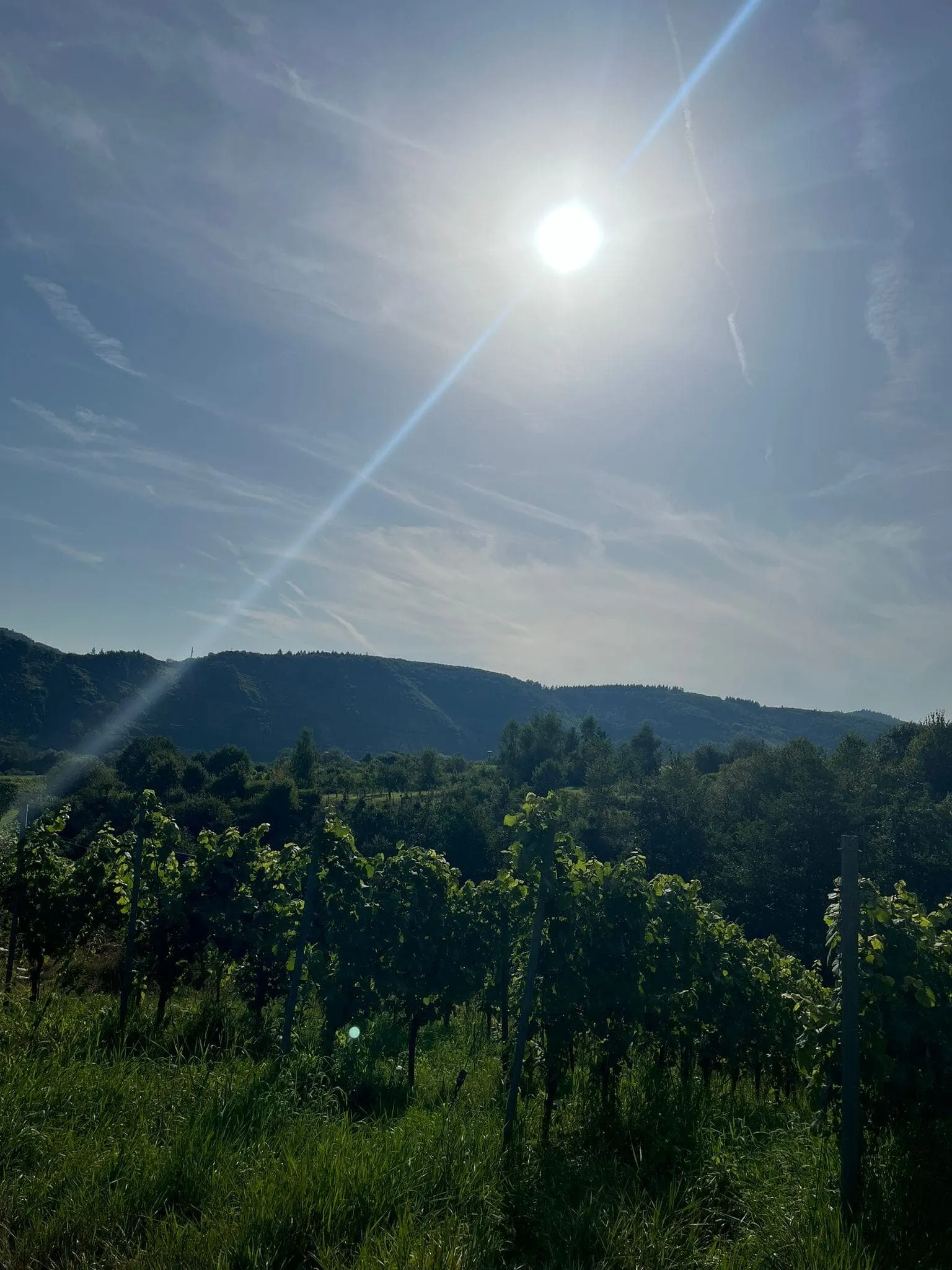 Moselsteig Vin og Slott: fra Neef til Cochem 14