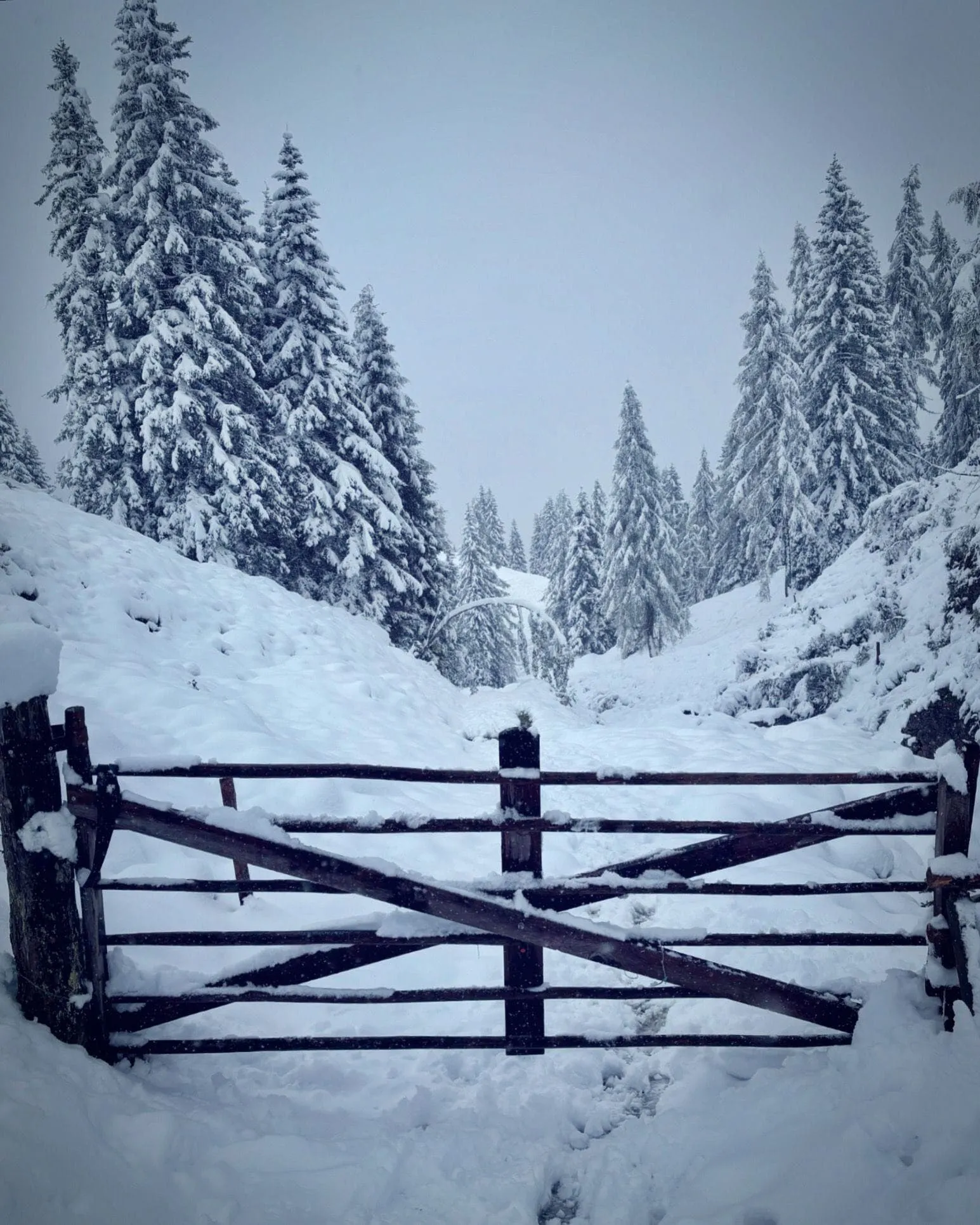 Salzburger Almenweg omkring Hochkönig - Hundevenligt 2