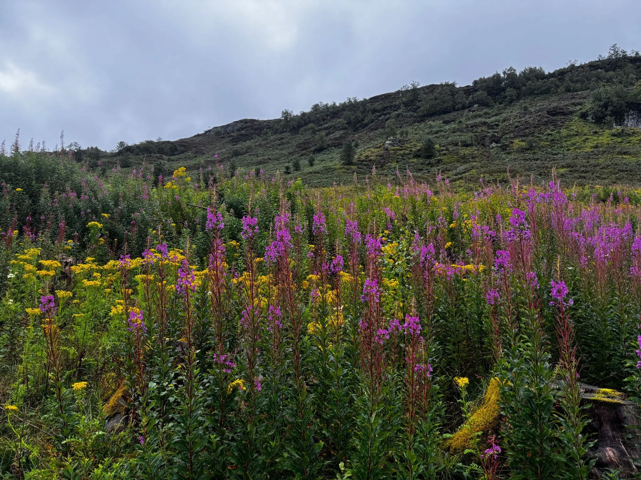 West Highland Way - Northern Half 5