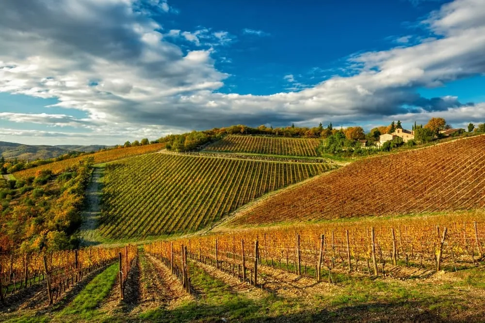 2. Esperienza Chianti Classico: un viaggio nel cuore vinicolo della Toscana