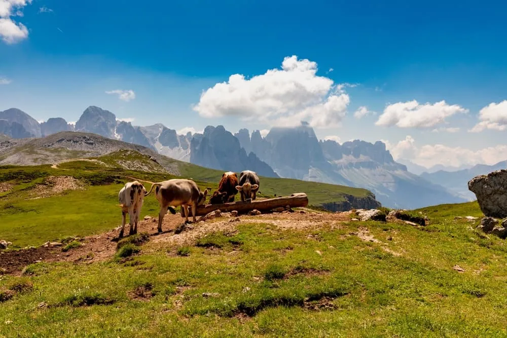 Fuld Val di Fassa Trek 1