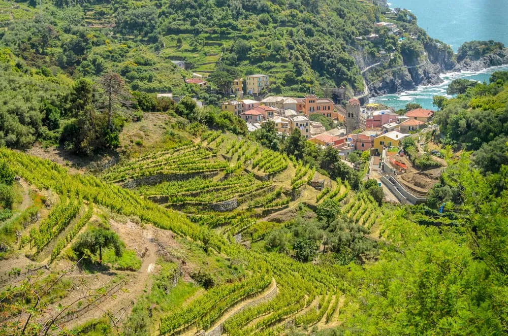 De terrasvormige wijngaarden van Corniglia:

