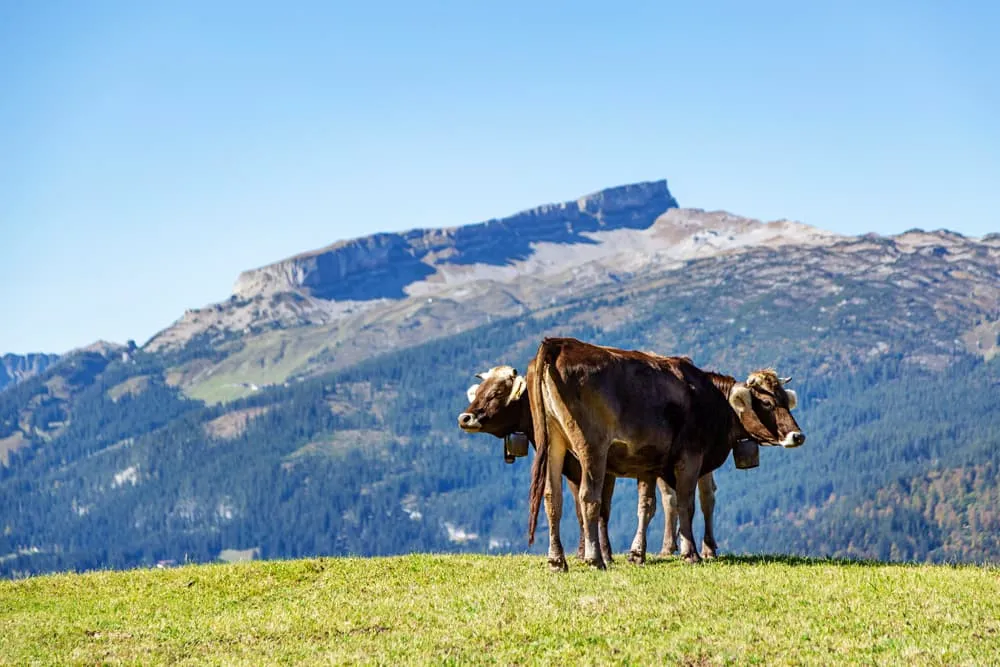 Advanced Kleinwalsertal Trek  4