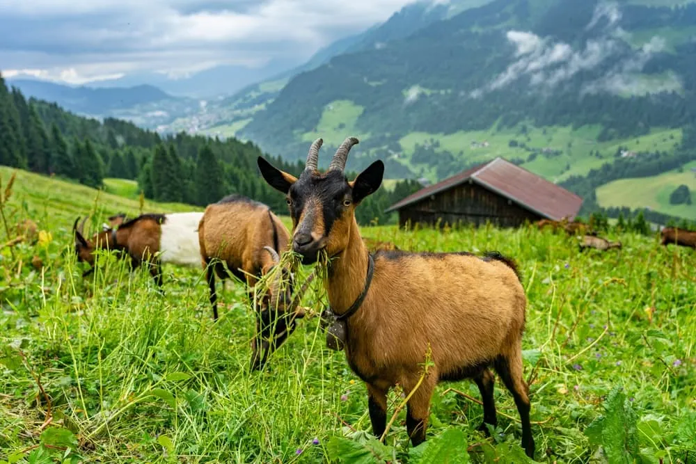 Advanced Kleinwalsertal Trek  5