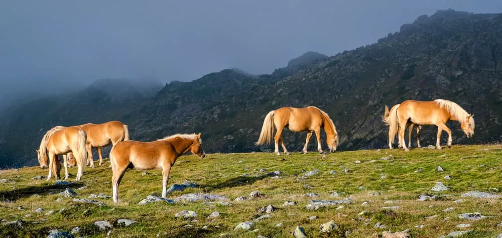 Trekking da rifugio a rifugio in Val Sarentino – 4 giorni 5