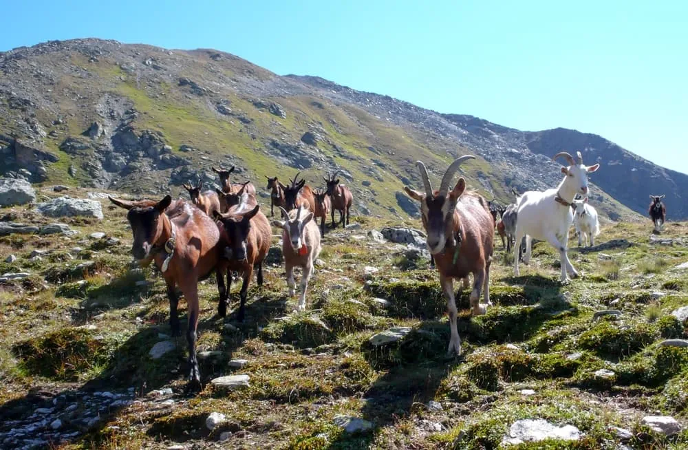 Prättigauer Höhenweg 7