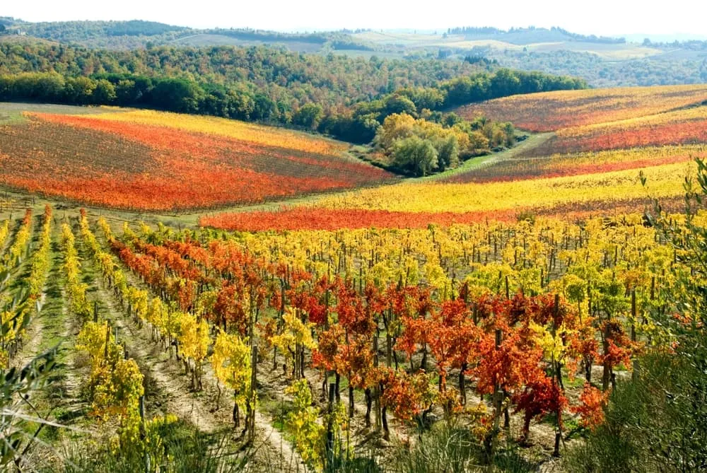 Via Francigena naar San Gimignano 5