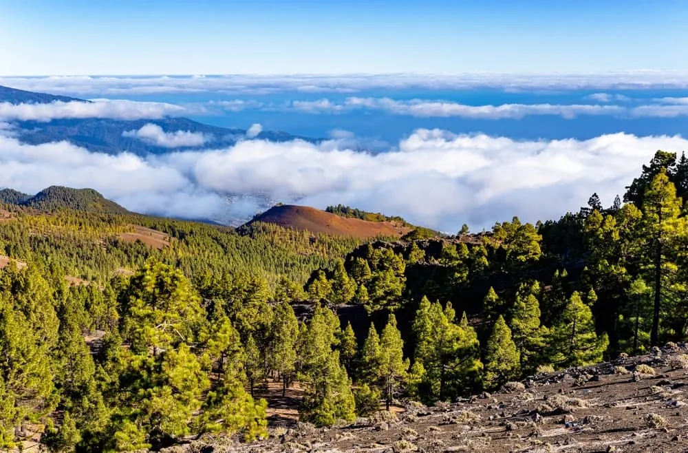 La Palma Trail 6