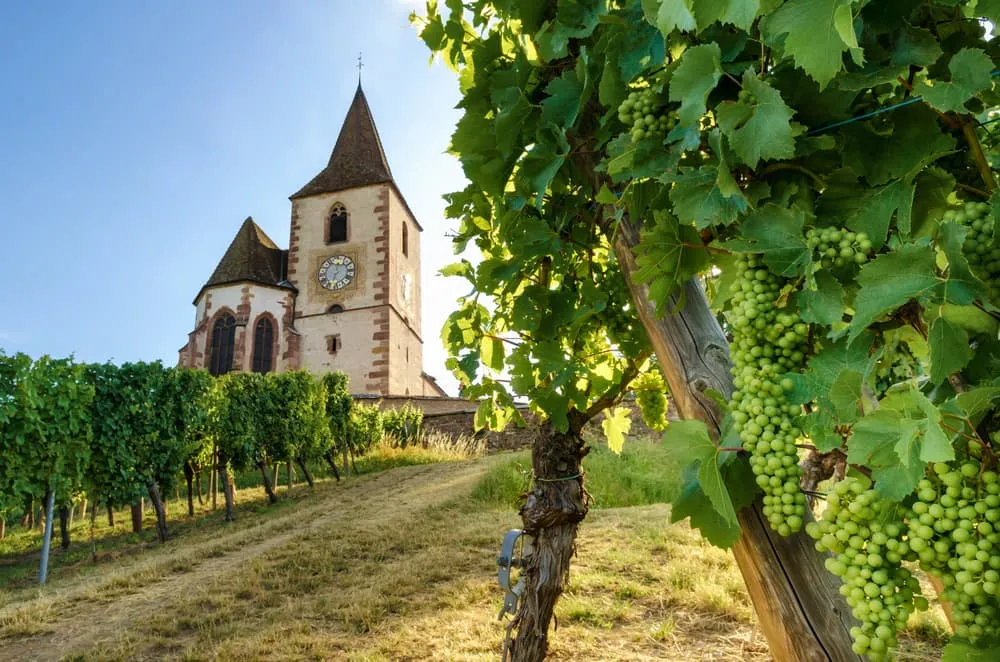 Elsass Weinberge & Schlösser Runde 4
