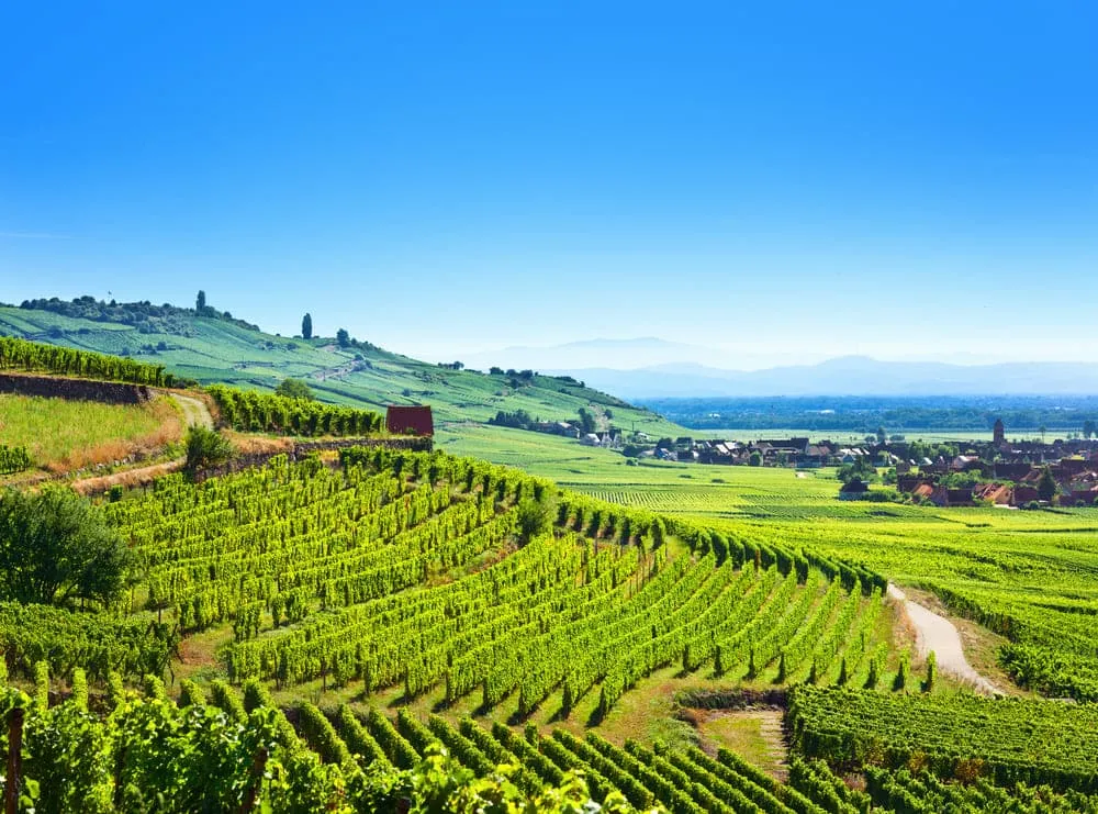 Weinbergwanderungen im Elsass