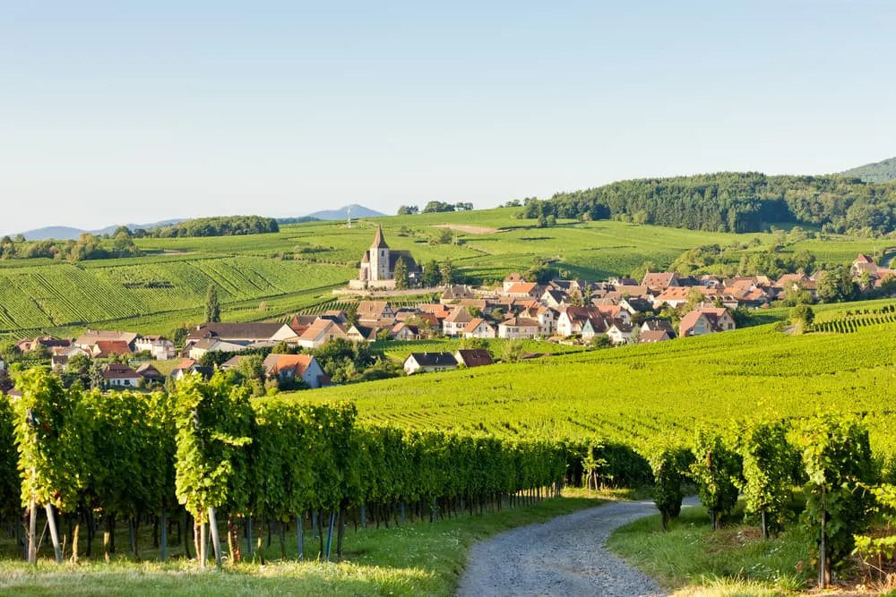 Elsass Weinberge & Schlösser Runde 5