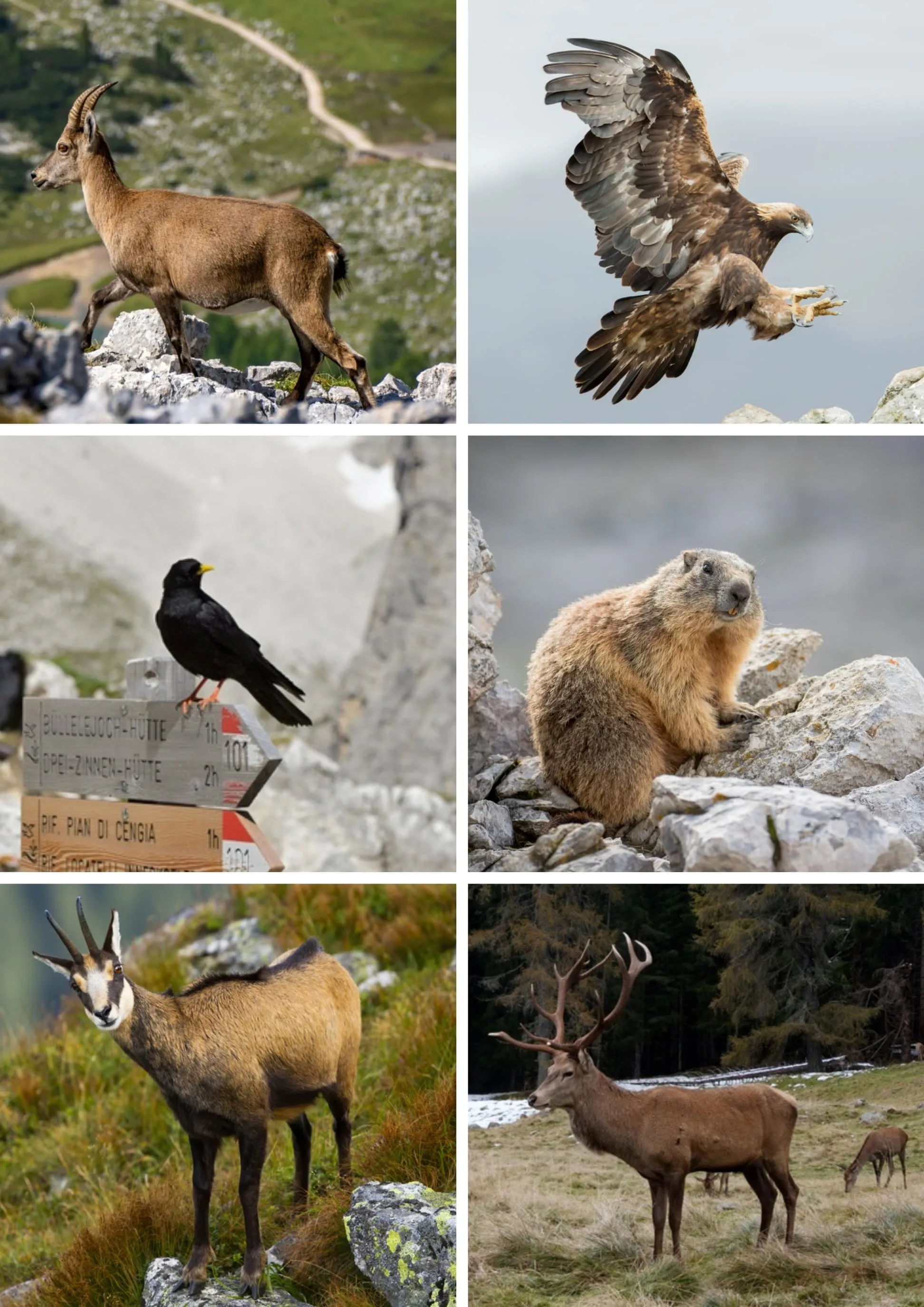 Begegnungen mit der Tierwelt: Vom Boden bis zum Himmel