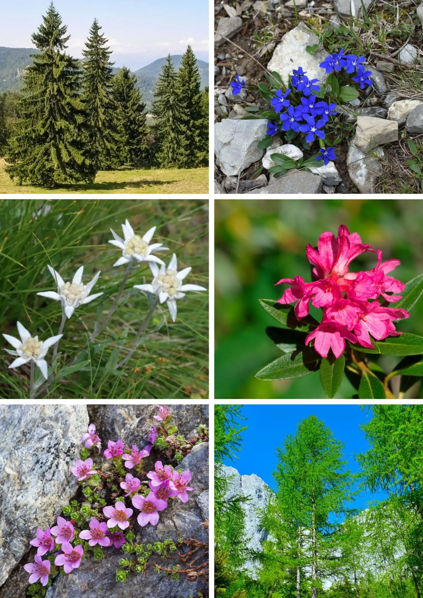 Alpine Flora: Wiesen, Wälder und Hochgebirgsblüten