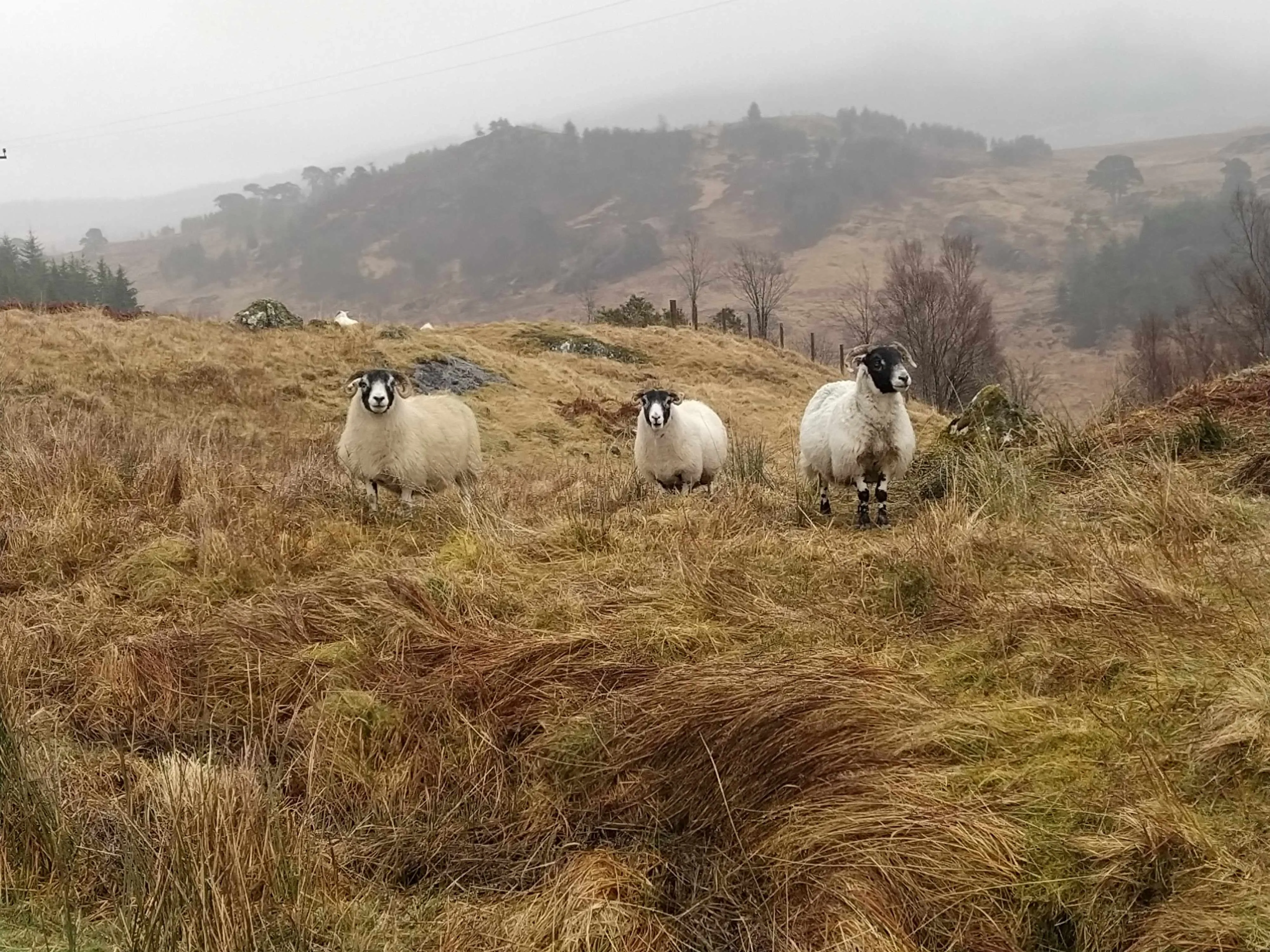West Highland Way 11289