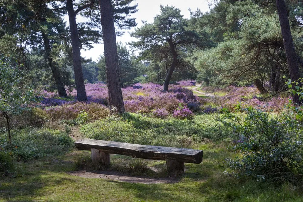 Expert Hoge Veluwe Expresse Tour 1