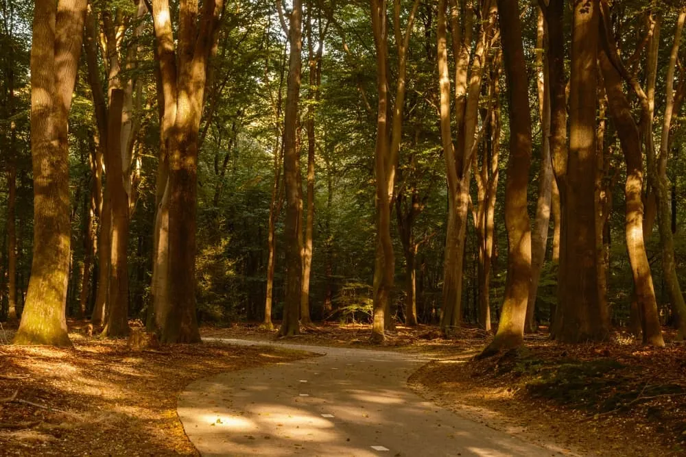 Veluwe Treks