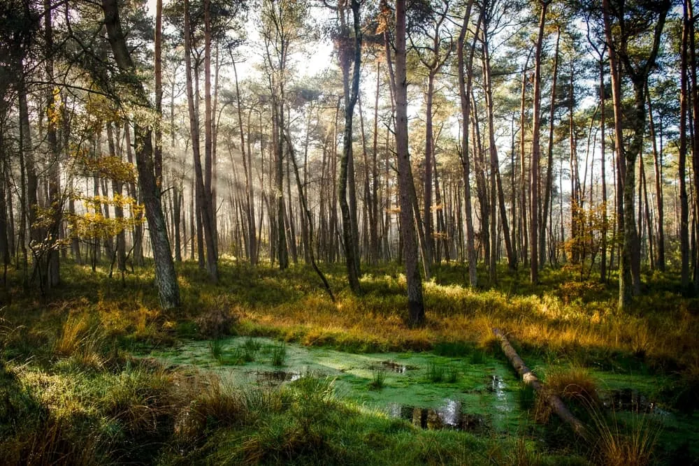 Expert Hoge Veluwe Expresse Tour 3
