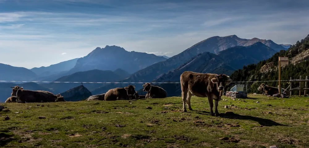 Begynder Cadí-Moixeró Travers 2