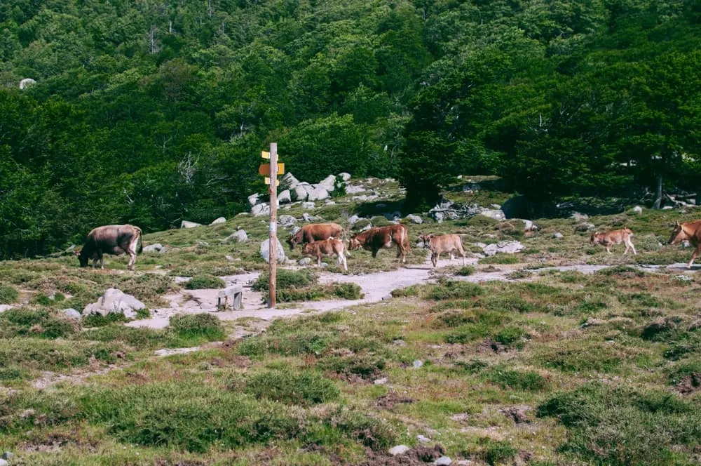 Avanceret Petit GR20 7